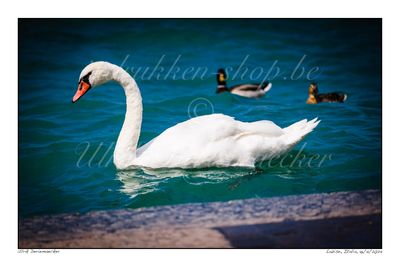 2024-04-16-0019 - Italië, Lazise - Formaat 3 x 2