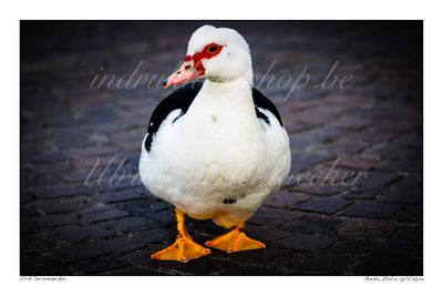 2024-01-10-0113 - Italië, Garda - Formaat 3 x 2