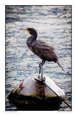 2023-01-12-0014 - Italië, Salò - Formaat 2 x 3