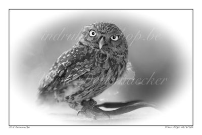 Dieren