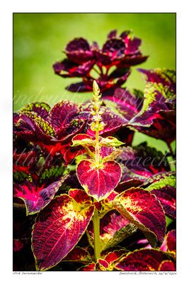 Planten