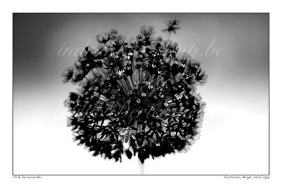 Zwart & wit met wat sepia