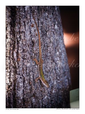 2025-08-08-0020 - Italië, Grottaferrata - 3x4 klein