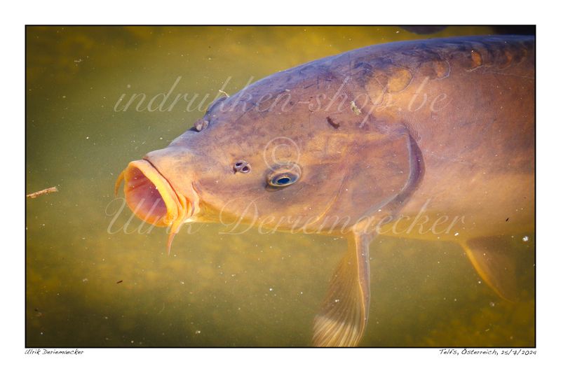 2024-07-25-0117 - Austria, Telfs - 3x2 small