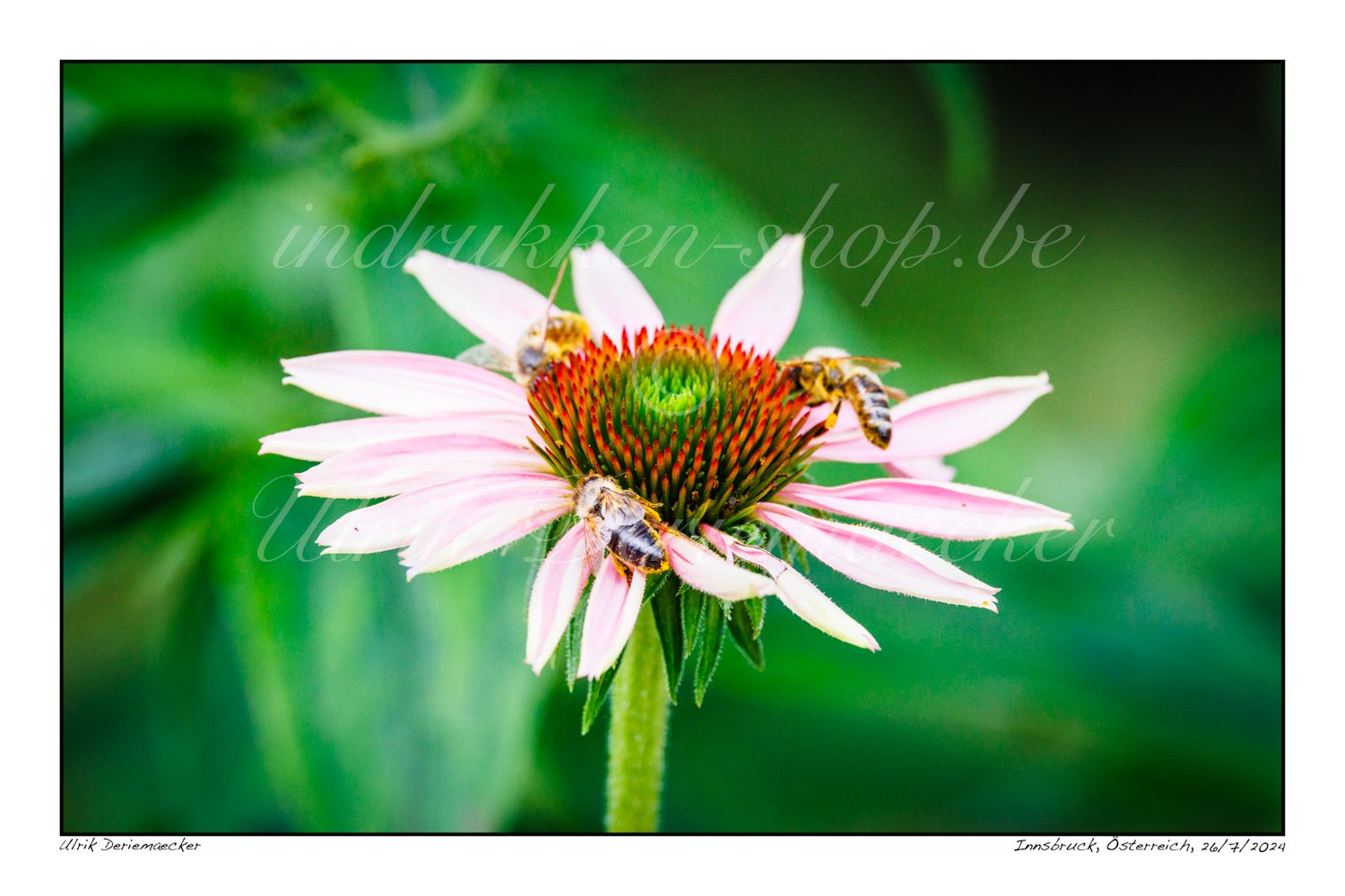 2024-07-26-0139 - Autriche, Innsbruck - 3x2 petit