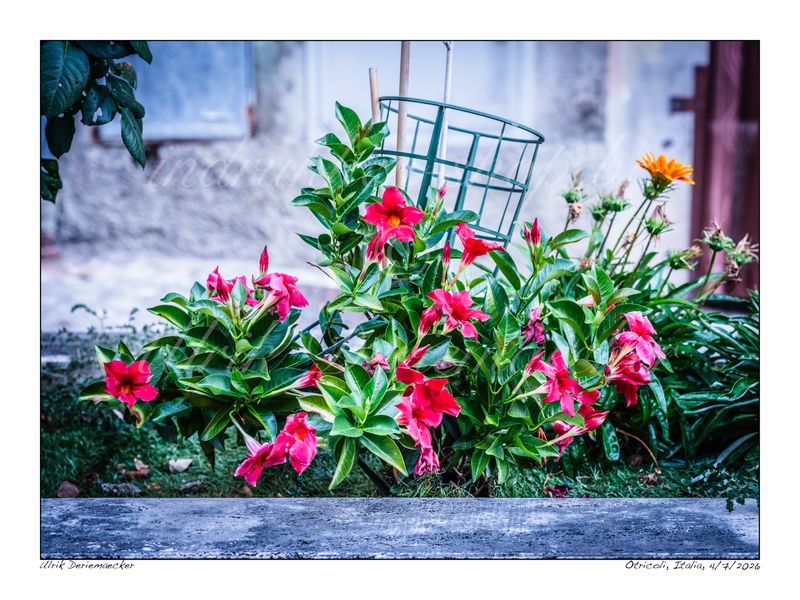 2026-07-04-0016 - Italie, Otricoli - 4x3 petit