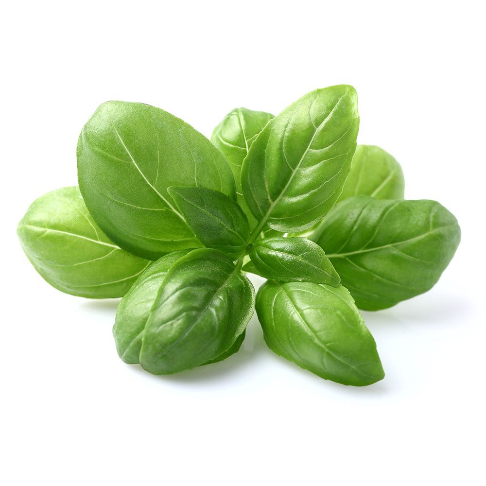 Basil 30g