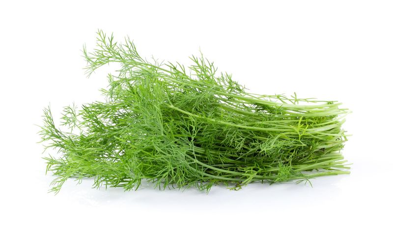 Dill