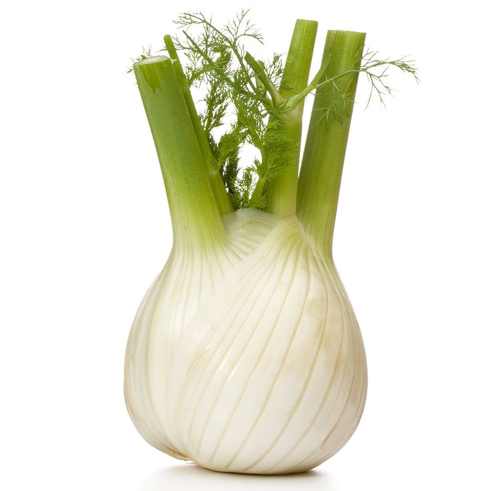 Fennel