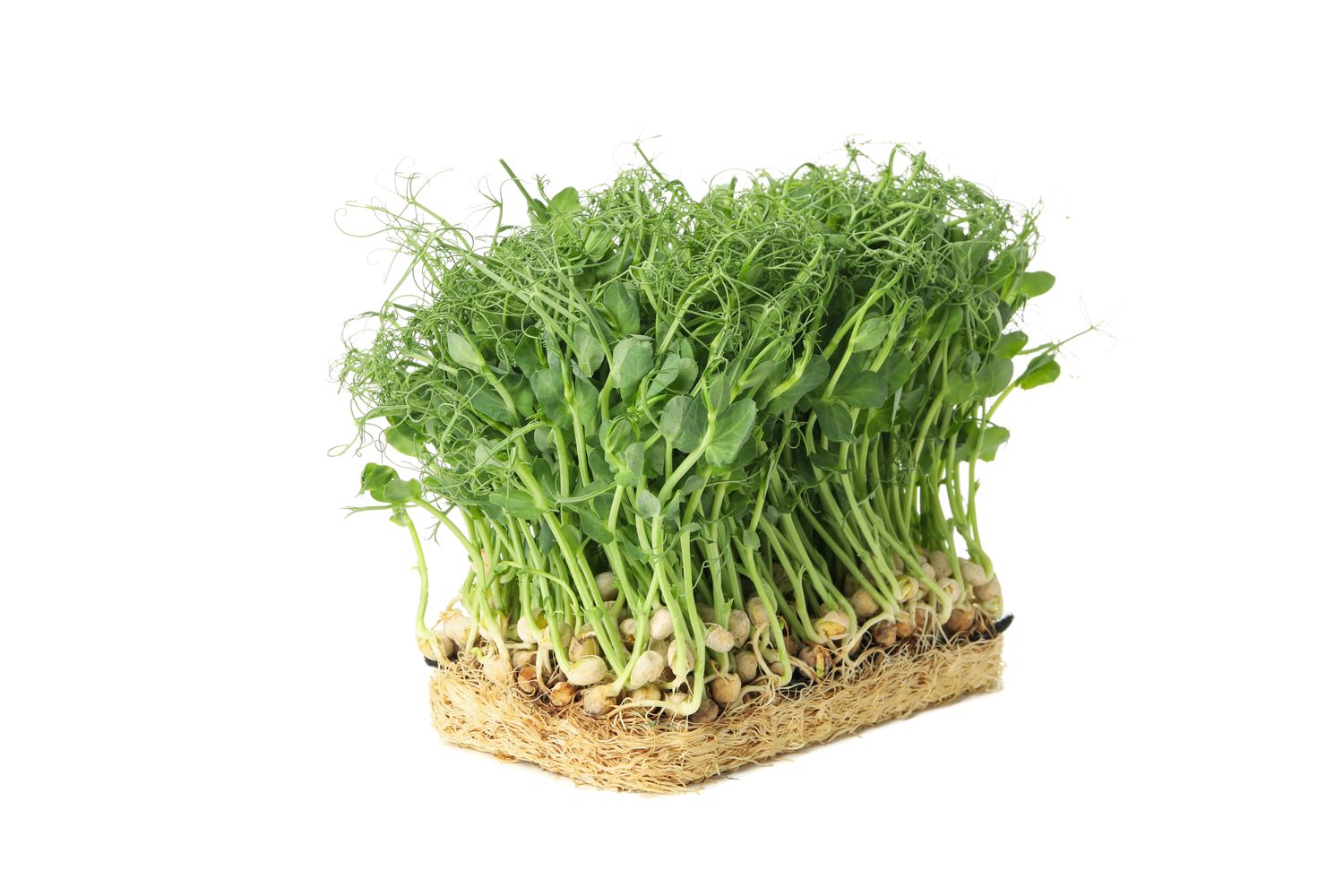 Affilla Cress 16 pottar