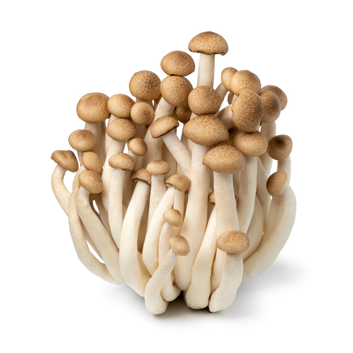 Beyki sveppir brúnir (Beech mushrooms) Shimenji