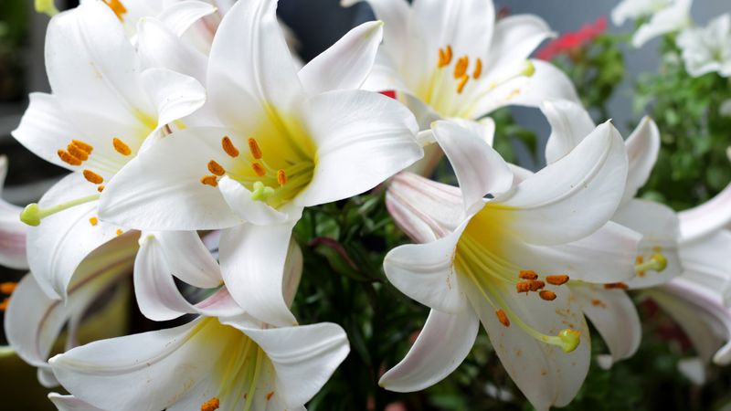 Timeless Love Lilies