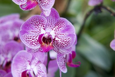 Radiant Romance Orchids