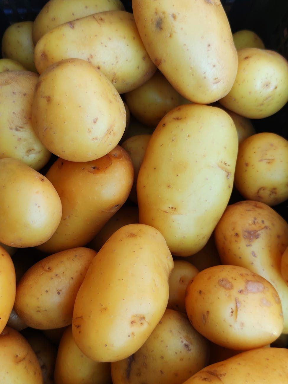 Potato