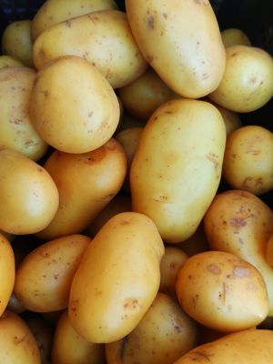 Potato