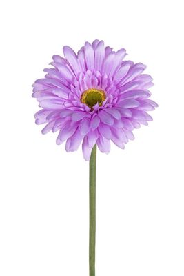 Gerbera lila 58cm