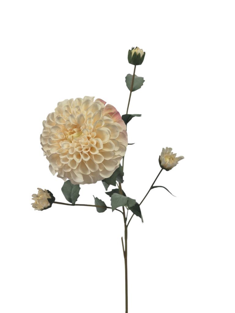 Dahlia Groot, off white.