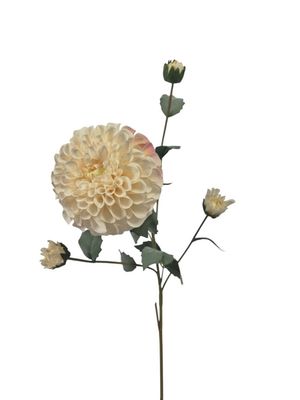 Dahlia Groot, off white.