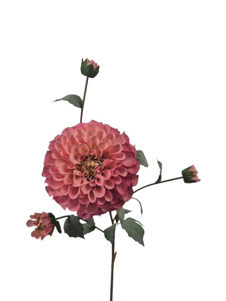 Dahlia Groot, Pink.