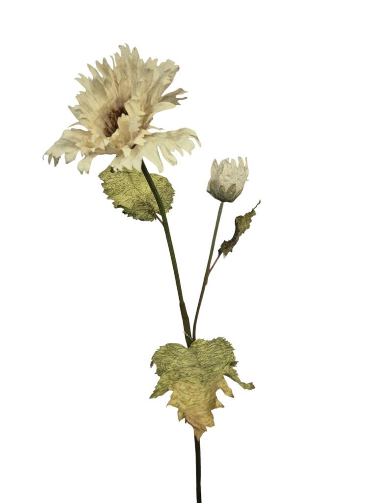 Poppy's, creme, 76cm