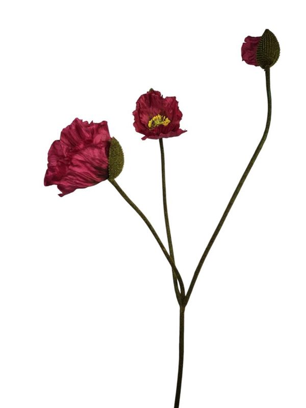 Papaver, Fuchsia, Klaproos, 2 Head, 1 buds, 100cm