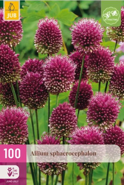 X 100 ALLIUM SPHAEROCEPHALON 5/6