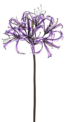 Nerine glamour spray purple 75cm