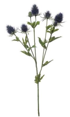 Eryngium spray blue 70cm