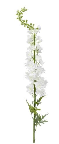 Delphinium XL spray white 130cm