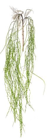Senecio hanging spray green 150cm