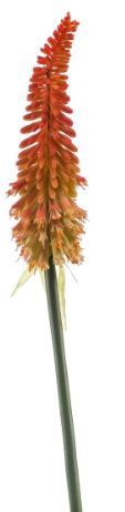 Kniphofia spray red/orange 85cm