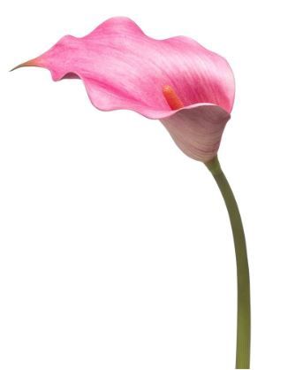 Calla lily spray fuchsia 83cm