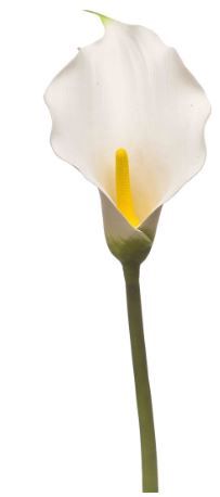 Calla lily spray white 83cm