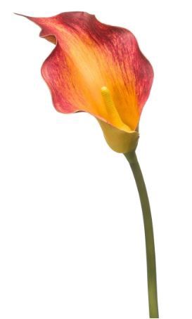 Calla lily spray red/yellow 83cm