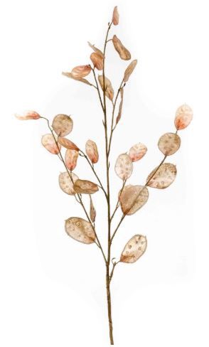 Lunaria spray tt brown 105cm