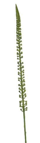 Donkey tail spray green 86cm