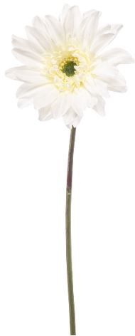 Gerbera spray REC white 63cm