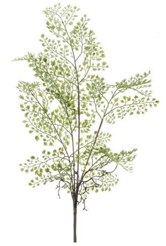 Adianthum bush x5 55cm