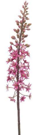 Eremurus spray pink 95cm