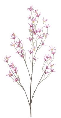 Tweedia spray purple 120cm