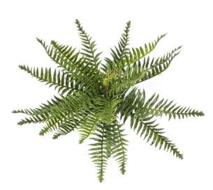 Forrest fern bush x20 UV 35cm