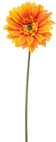 Gerbera spray REC orange 63cm