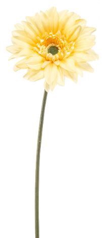 Gerbera spray REC lt yellow 63cm