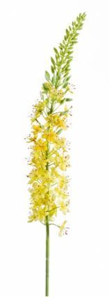 Eremurus spray 105cm yellow
