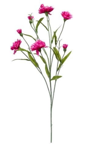 Dianthus mini spray 70cm beauty
