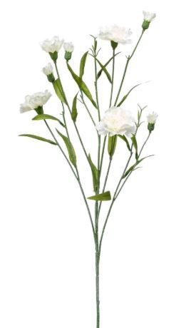 Dianthus mini spray 70cm cream