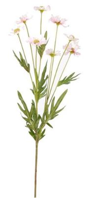 Daisy wild spray x8 75cm lt pink