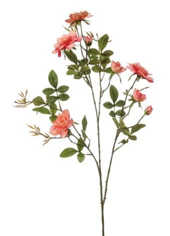 Rose loes spray coral 90cm