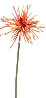 Gerbera spider RT lt orange 60cm