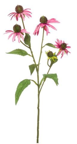 Rudbeckia spray pink 73cm